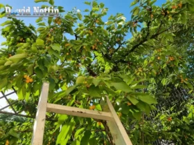 arbre fruitier dans le jardin du studio à Sussargues, agglomération de Montpellier