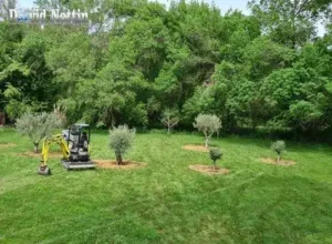 Plantation champs d'oliviers champs olivier plantations , ouvrage en btp par david Nottin à Aimargues