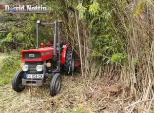 Débroussaillage de bambous débroussaillage de bambous pour la maison les terrains à Lunel