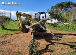 Déplacement plantation déplacement de plantation et d arbres a vauvert avec la minipelle