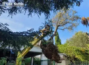 Manutention plantation d'arbres Manutention plantation d'arbres sur une commune de Marsillargues , proche de Sussargues et de lunel