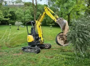 Plantation champs d'oliviers plantation de champas d oliviers à Mauguio pour la communes