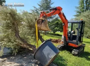 Plantation oliviers plantation d oliviers , travail de terrassement par David Nottin a Lunel