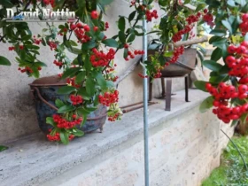 plantes et fruits dans le jardin du studio à louer à Sussargues
